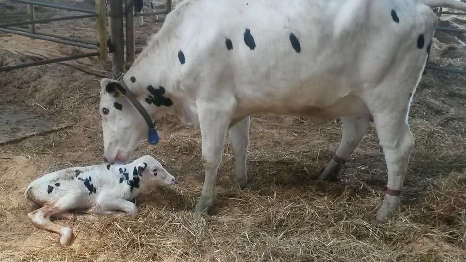 Newborn calf